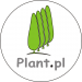 Plantacja Tuja Szmaragd – Produkcja roślin Thuja occidentalis 'Smaragd' – Sprzedaż hurtowa – Transport – Sadzenie